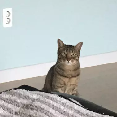 카메라를 노려보는 호두
